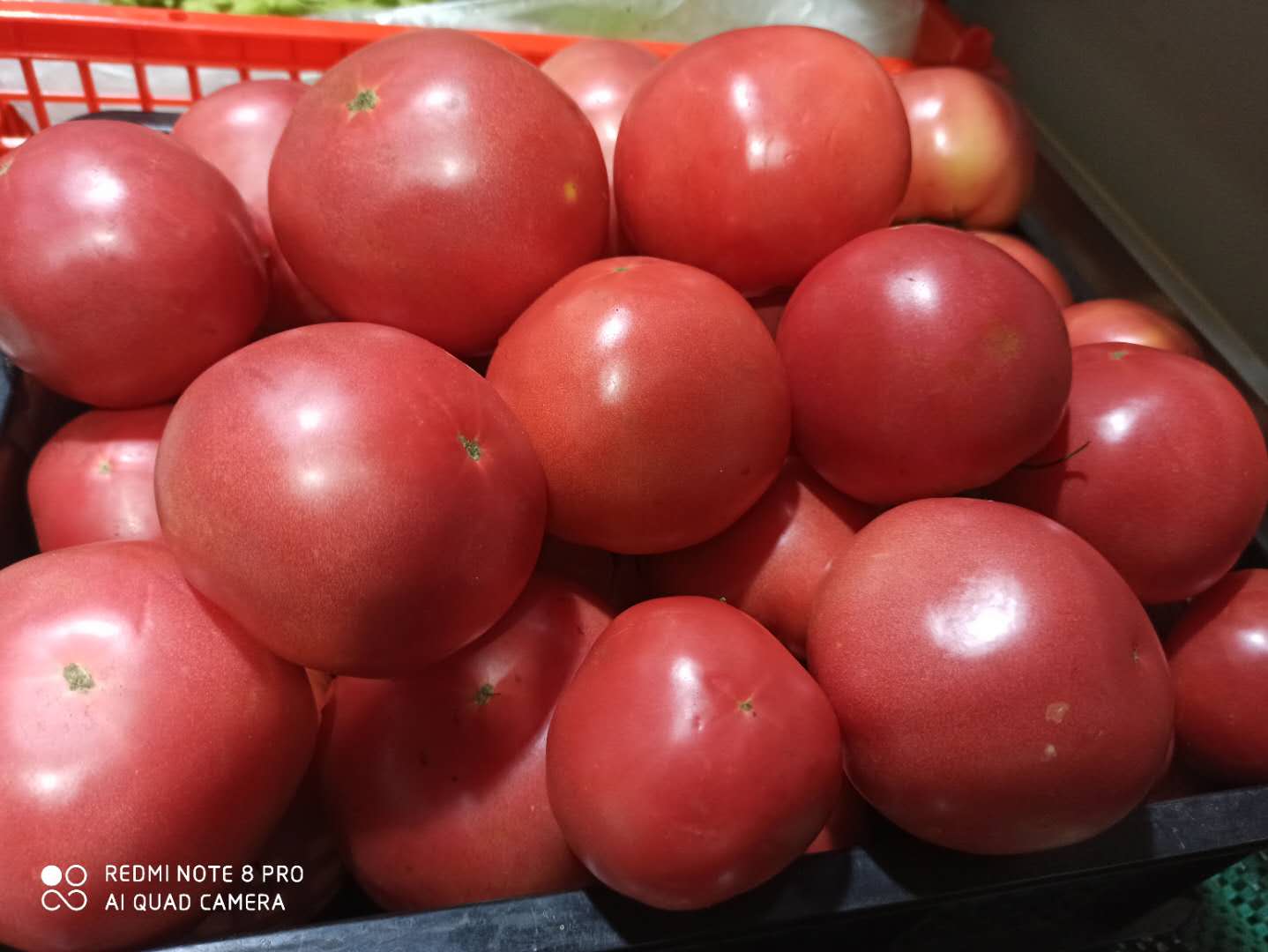 新鲜番茄供应