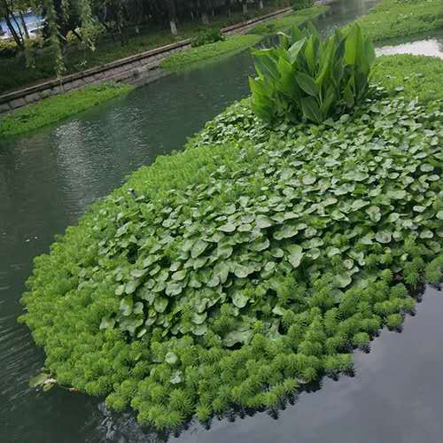 景观水生植物
