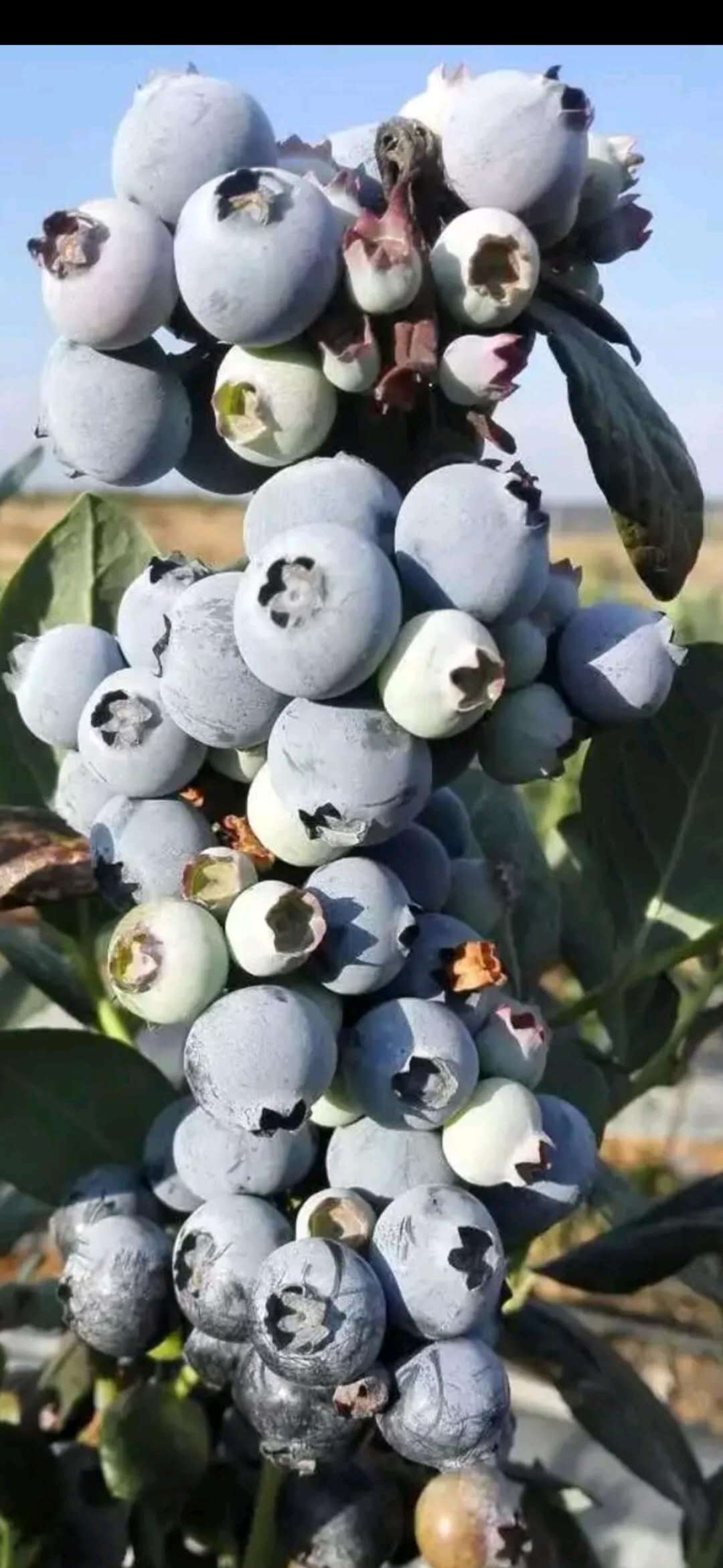云南高原生态蓝莓